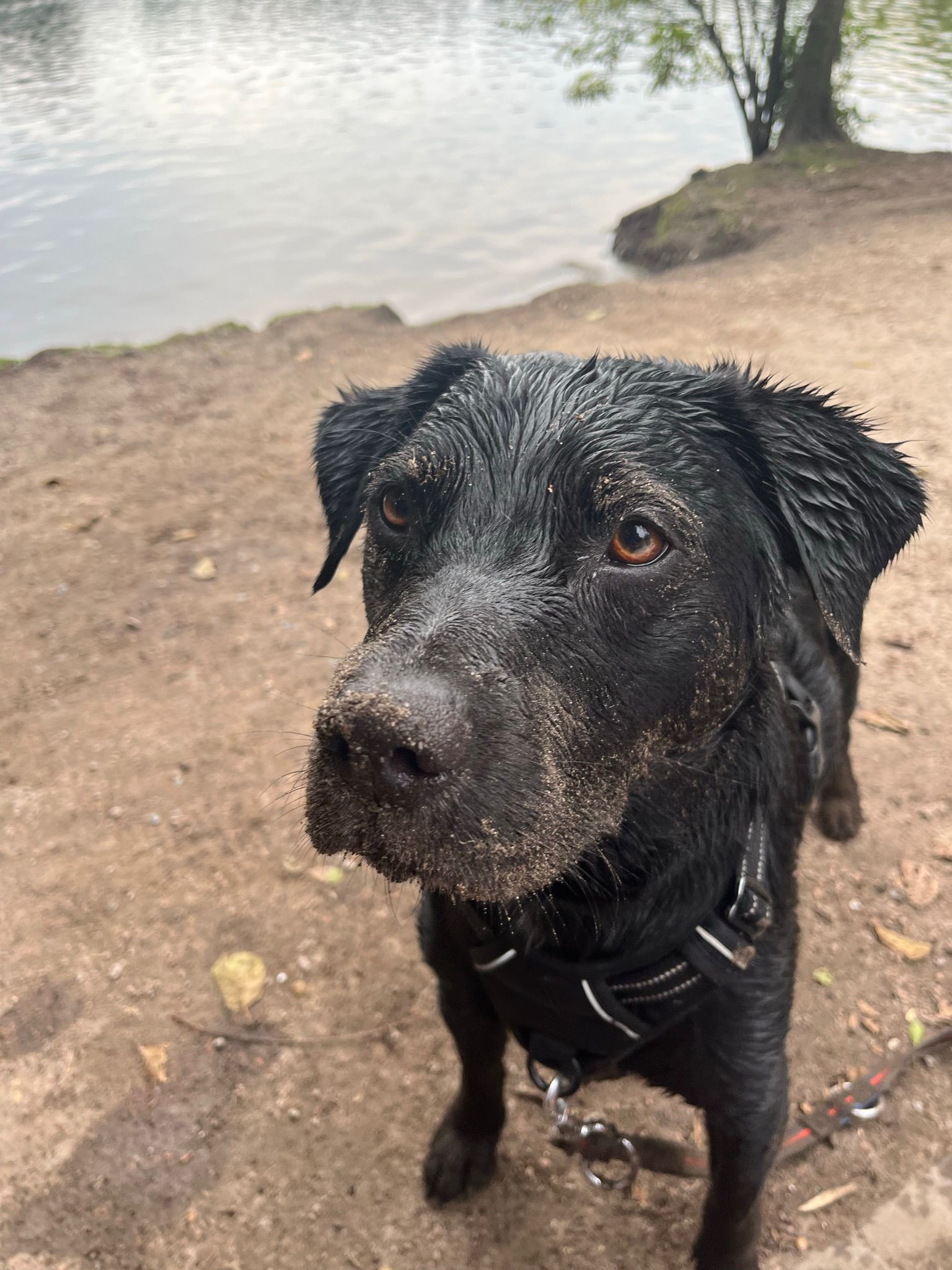 Glücklicher Hund im Urlaub